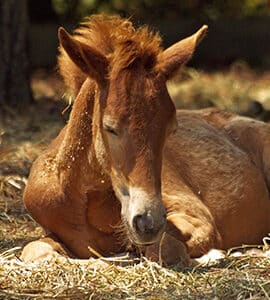 Produits vétérinaires et compléments alimentaires récupération du cheval