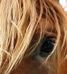Compléments alimentaires & Produits vétérinaires respiration du cheval