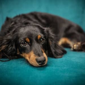 Shampoings antiparasitaires pour chien