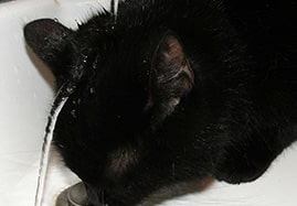 Shampooing pour chats