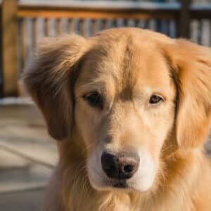 Shampooing pour chiens