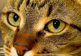 Produits de Soins des Yeux du chat