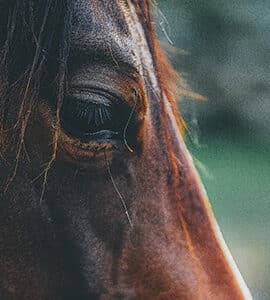 Stress et comportement du cheval
