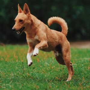 Tires-tiques pour chiens