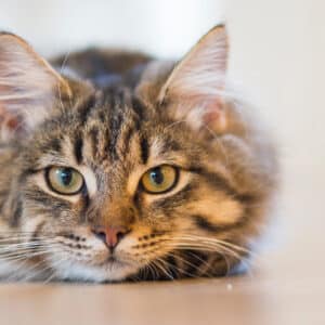 Tires-tiques pour chats