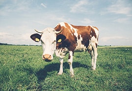Produits vétérinaires pour Vache laitière