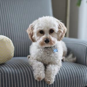 Vermifuges en Comprimés pour chiens et chiots
