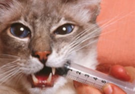 Sélection de vermifuges pour chat