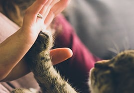 Croquettes thérapeutiques pour chat (digestion)