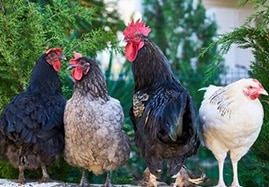 Matériel volaille (pigeons, poules, lapins...)