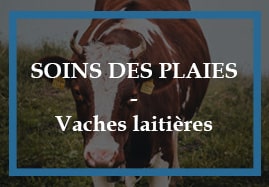 Soins des plaies de la vache laitière