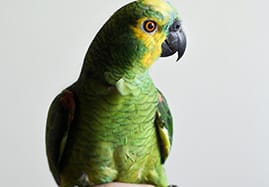 Produits Oiseaux de compagnie (cage et volière)