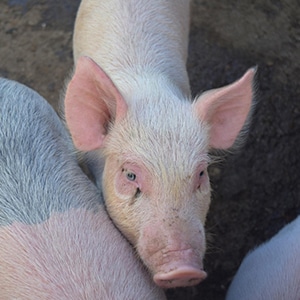 Équilibre de la flore digestive du porcelet