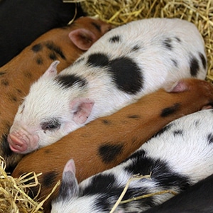 Réhydratation du porcelet