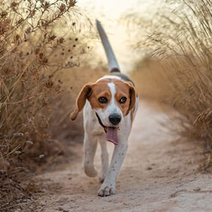 Vermifuges Liquides (pipette) pour chien
